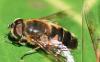Eristalis similis